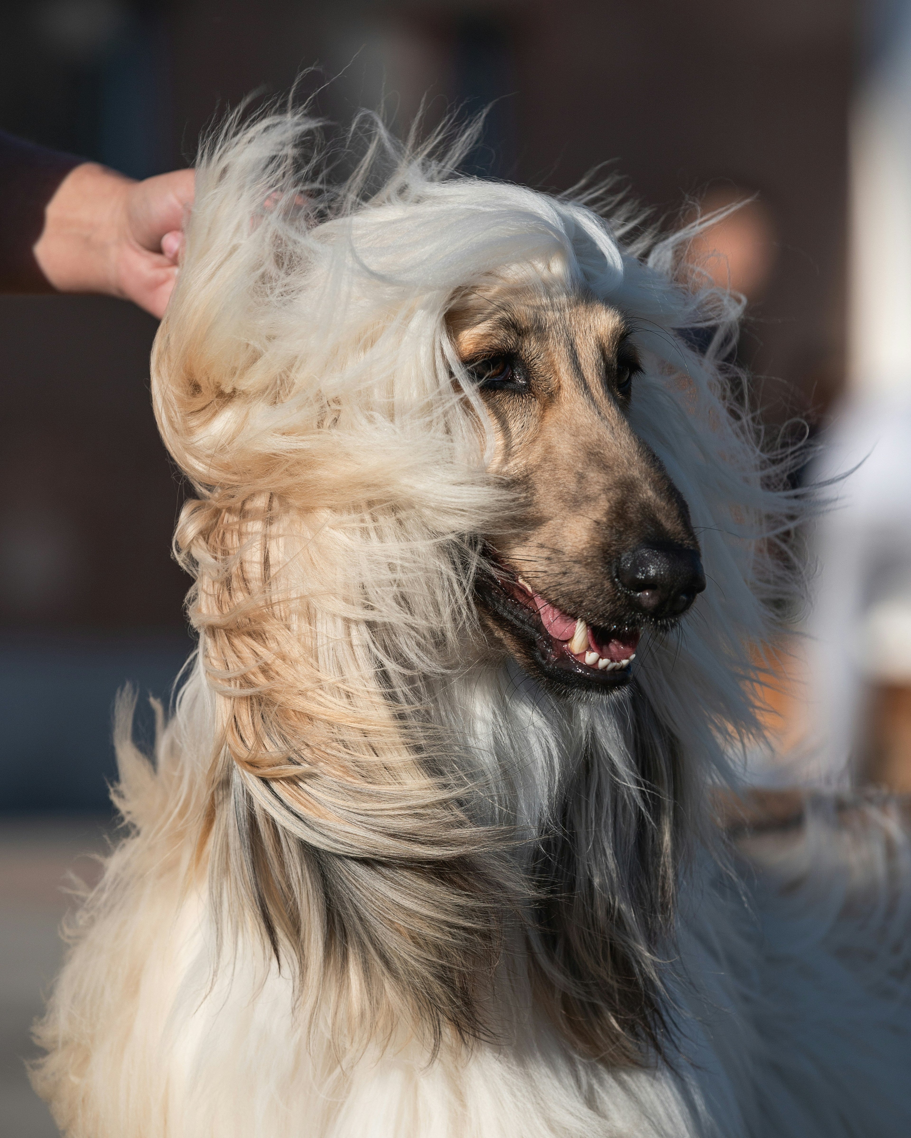 Fur treatment