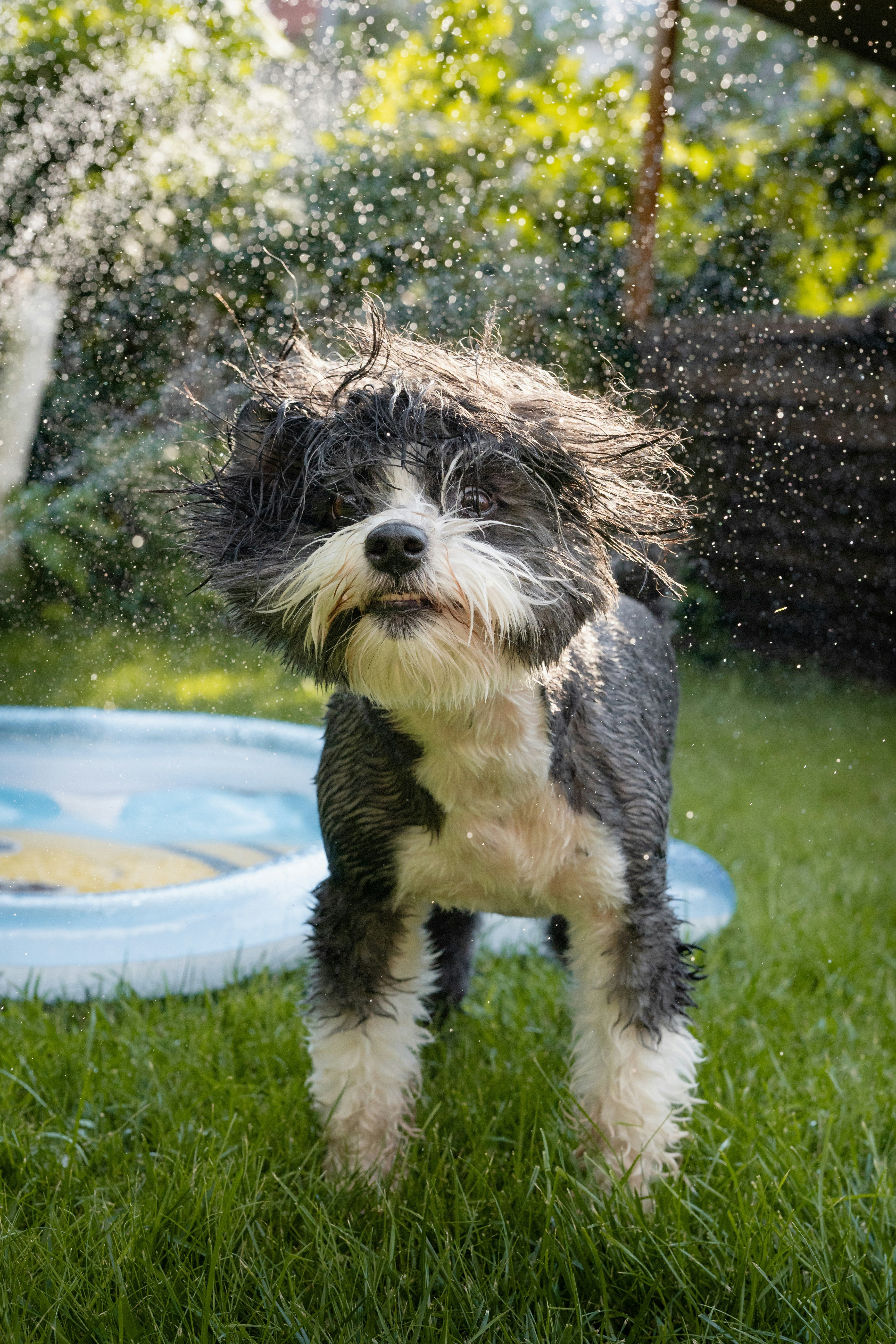 Pet wet washing